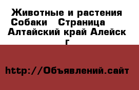 Животные и растения Собаки - Страница 12 . Алтайский край,Алейск г.